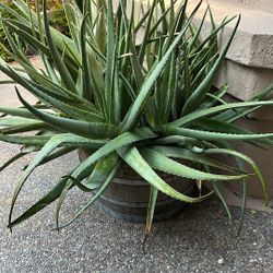 Aloe Vera 