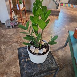 ZZ Plant In 6in Ceramic Pot With Shells 