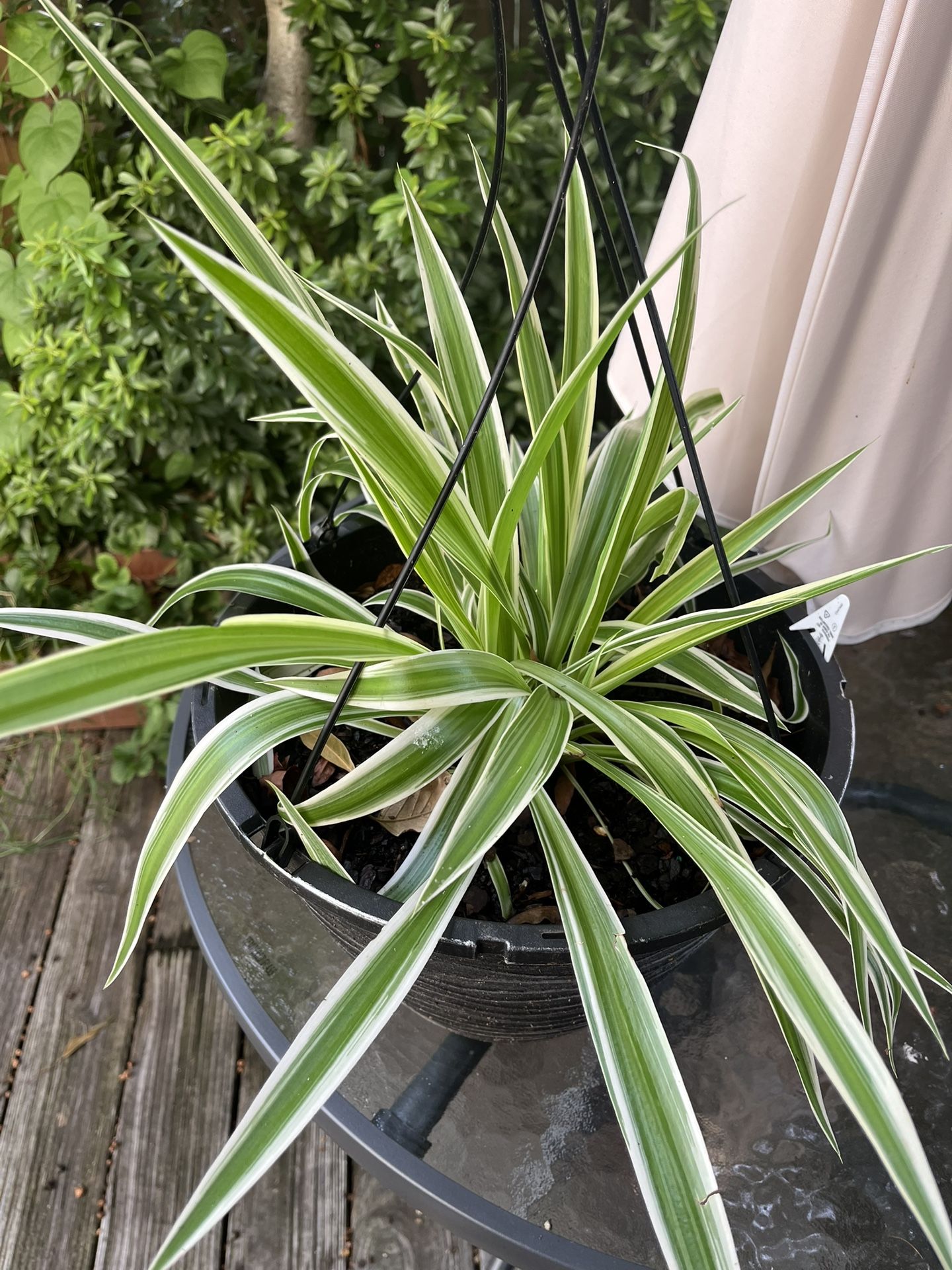 Spider Plant In Hanging Pot
