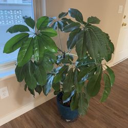 Indoor Plant