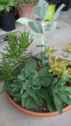 Succulents pots