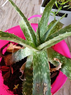Aloe