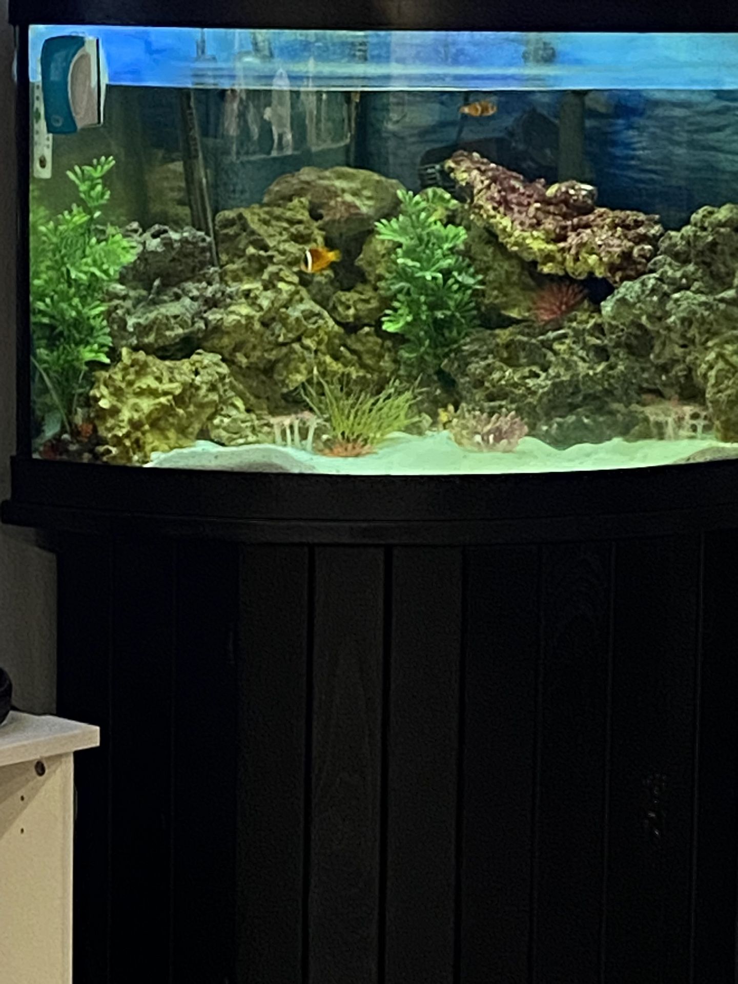 60 Gallon Salt Water Fish tank