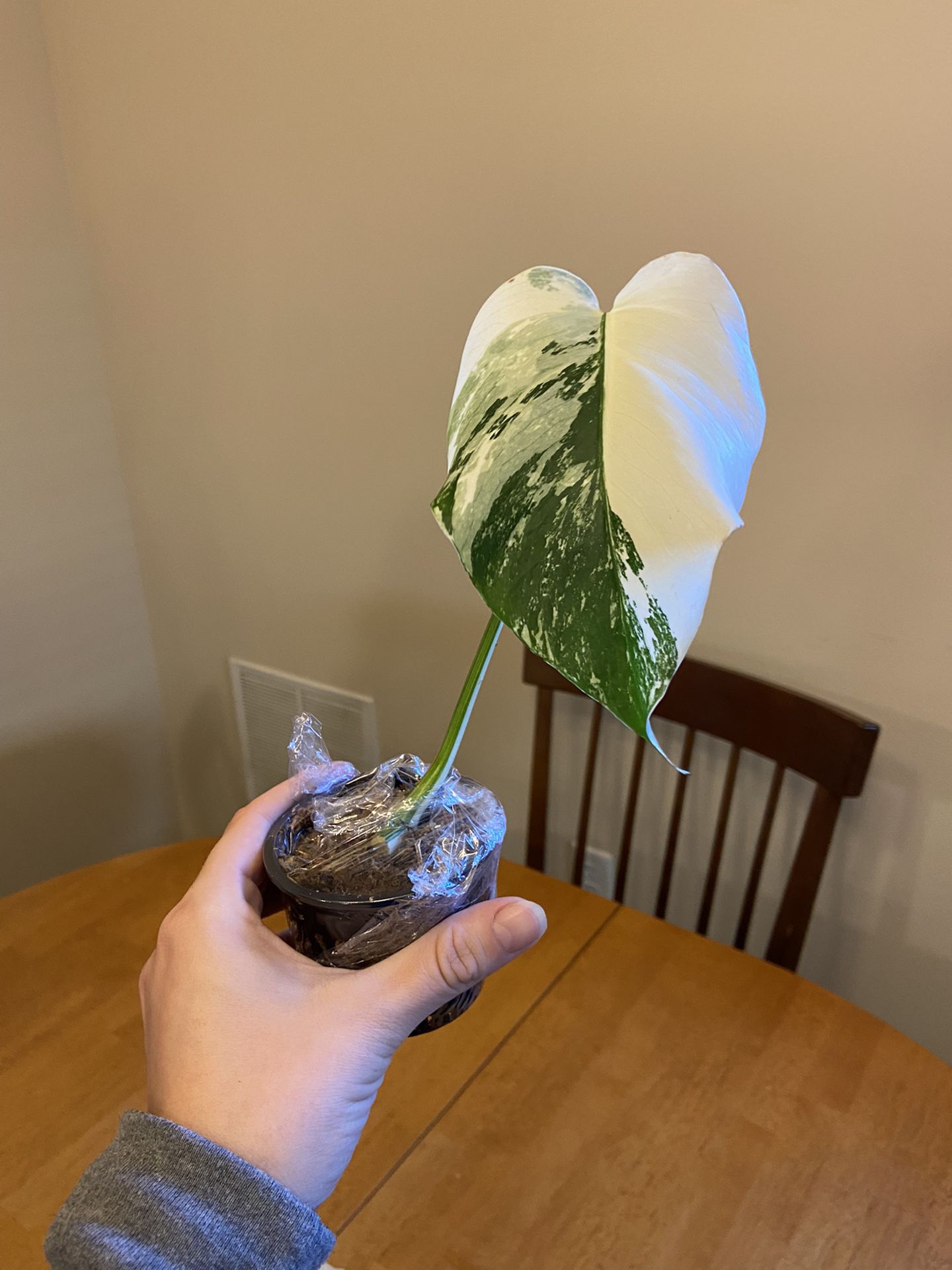 Variegated Monstera Albo Rooted Cutting