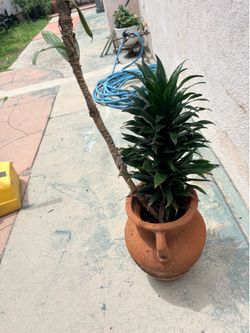 Shade plant