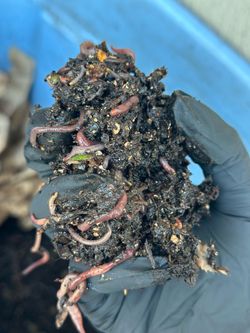 Vermicompost starter :)