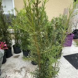 Plant Good For Make Fence