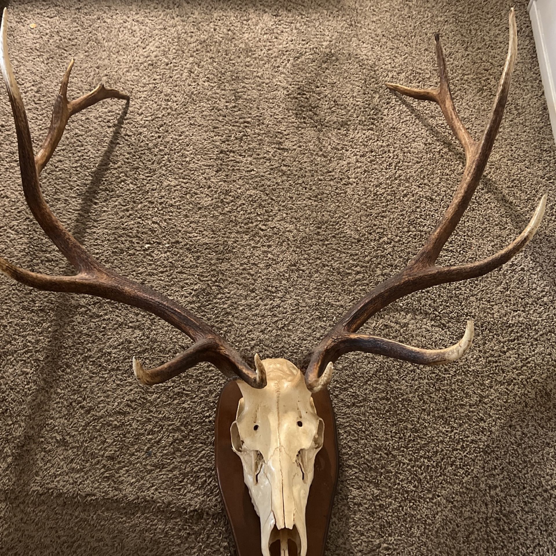 Antlers