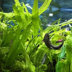 Java Fern Aquarium Plants