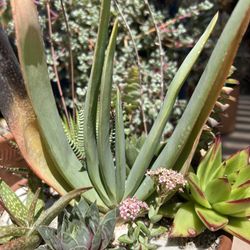 Exotic rare Aloe plicatilis Fan Aloe Succulent Arrangement Live Real Healthy in Terracotta Pot Flowering Flower Plants Planter Aloes 