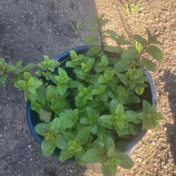 Planta De Yerbabuena