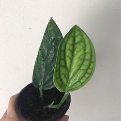 Beautiful Monstera Peru Plant