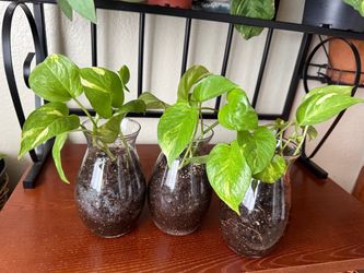 Golden Variegated Pothos Houseplants Live Plants in 7” Glass Pot Home Decor - 10 each