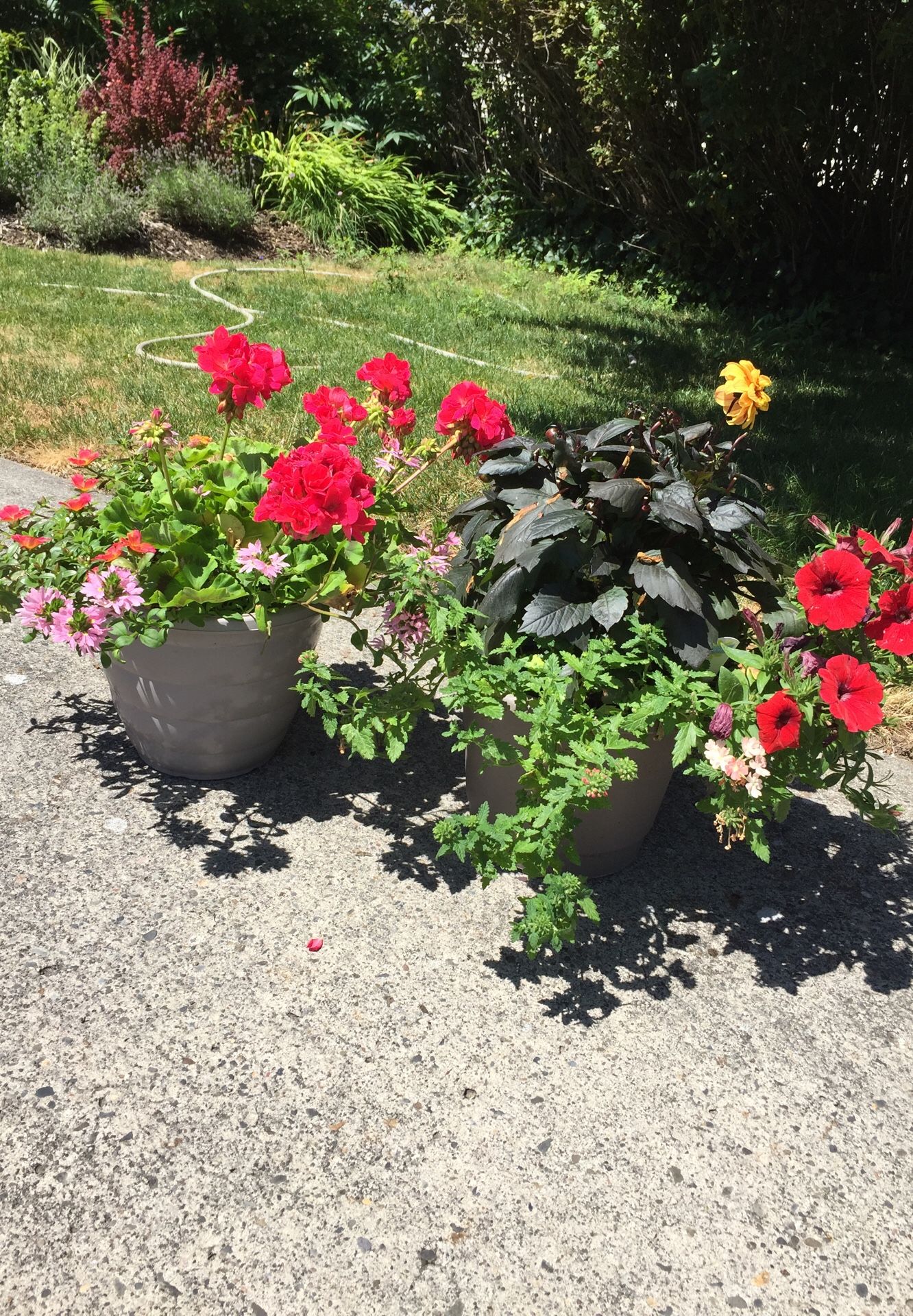 Brand new flower pots