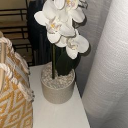 plant decoration 