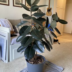 Rubber Tree Plant - 4.5ft