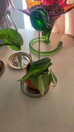 Plant for inside