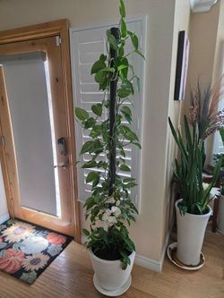 Large Real Climbing  Plant with Bowl & Saucer.  6.5 Feet Tall.