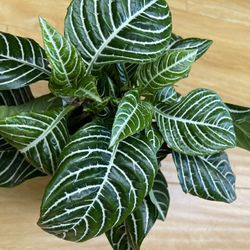 Zebra Plant Indoor With Yellow Flowers