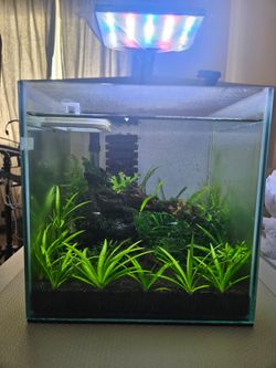 2.5 Gallon Rimless Aquarium