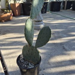 Nopale  Cactus