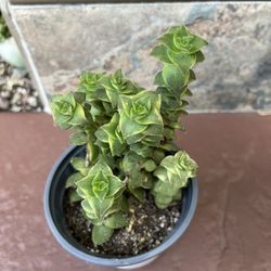 CRASSULA Perforata Variegata