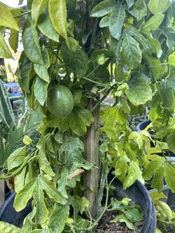 PASSION FRUIT TREE/MARACUYA 