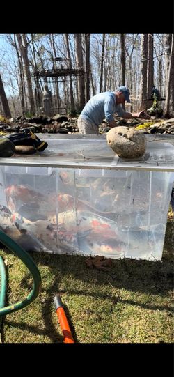 Koi for sale