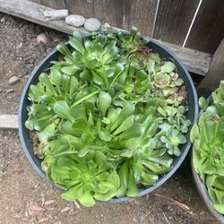 Succulents