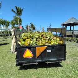 🥥 Fresh Coconuts for Sale! 🥥