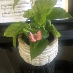 Pothos Plant