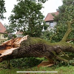 TREES,  Clean Up , Haul 