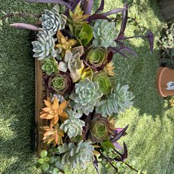 Very Beautiful Wagon With Full Of Succulent Plants 🪴 