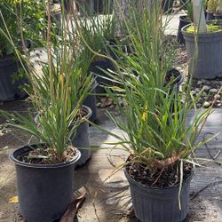 Fresh Garlic Society – 1 Gallon for $5