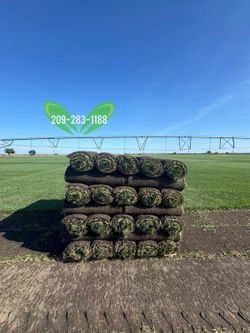 Best QUALITY Sod