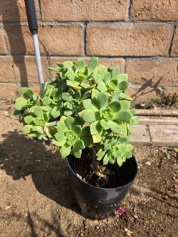 Jade Plant