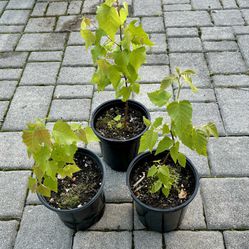 Young Birch Trees in Gallon Containers