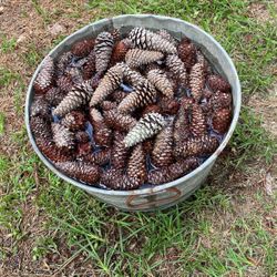 Pine Cones !!! 