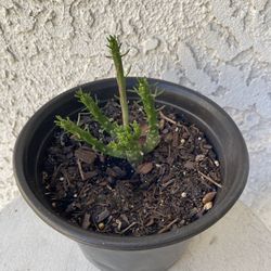 6 Inch Pot Rare Succulent Plant - Medusa Head - Euphorbia Flanaganii - Drought Resistant - Ground Covering Succulent - Yellow Flowers 🪴 