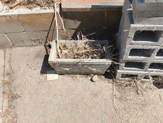 Cement Planter