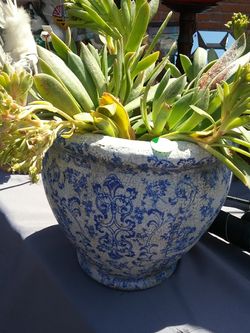 Potted Succulent