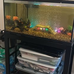 40 Gal Fish Tank And Stand Includes Water Pump, Bubble Machine, And Four Fish 