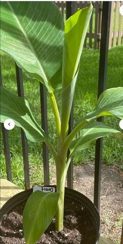 Dwarf banana tree