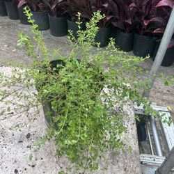 Plantas Aromáticas ( Orégano, Tilo, Albahaca Morada,cilantro,mejorana,ruda, Albahaca Blanca, Salvia Y Romero) En 3 Gls Pot. SPECIAL PRICE 🤩
