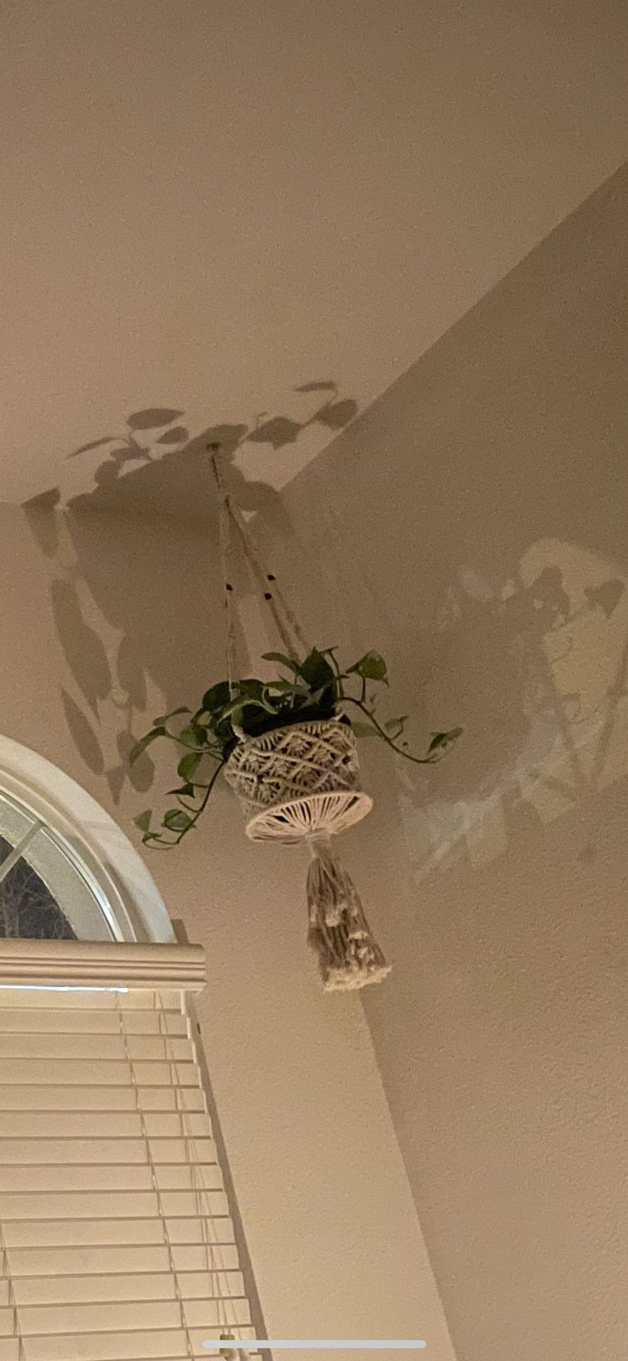 Plant Ceiling holders