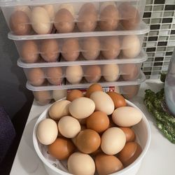 Organic Free-Range Chicken Eggs