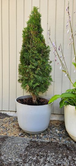 ARBORVITAE SHRUB. in POT