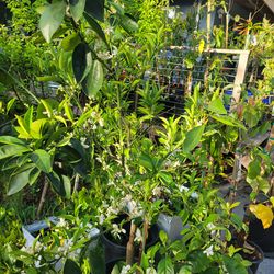 Washington Naval Orange Tree