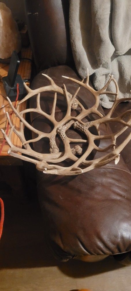 Deer Antler Bowl