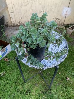 Outdoor Plant